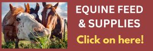 300x100 Equine Feed