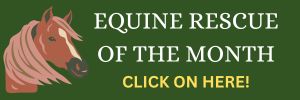 Equine Rescue of the Month