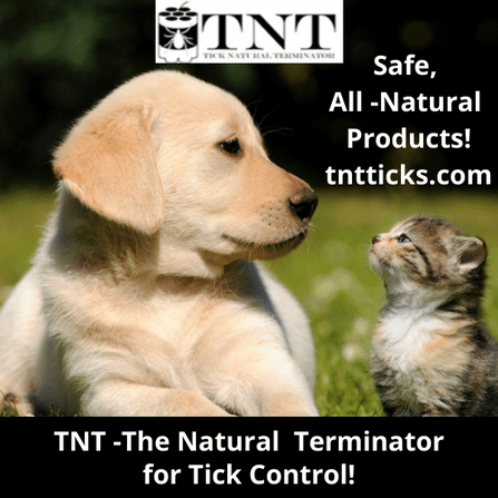 TNT- Ticks
