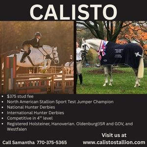 Calisto Stallion
