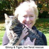 Ginny Tiger her feral rescue