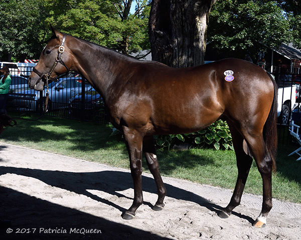 Hip number 163, a Pa-bred colt by Malibu Moon