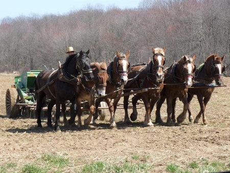 candid amish driver hand jnkins
