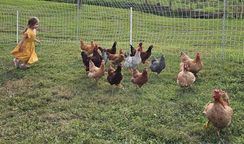 candid girl with chickens Ziegler