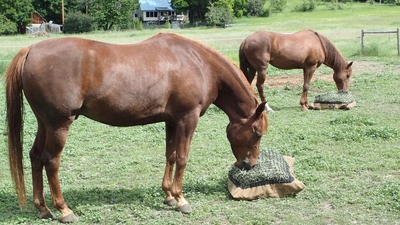 hay pi 1
