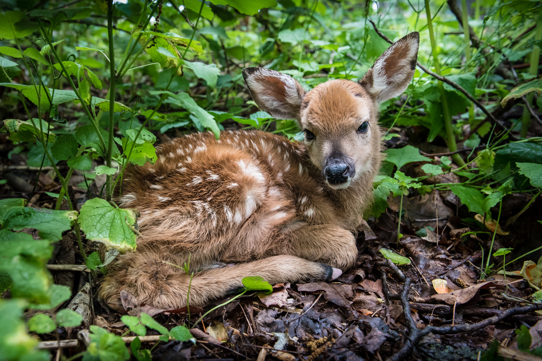 CONTEST PET Fawn Thompson
