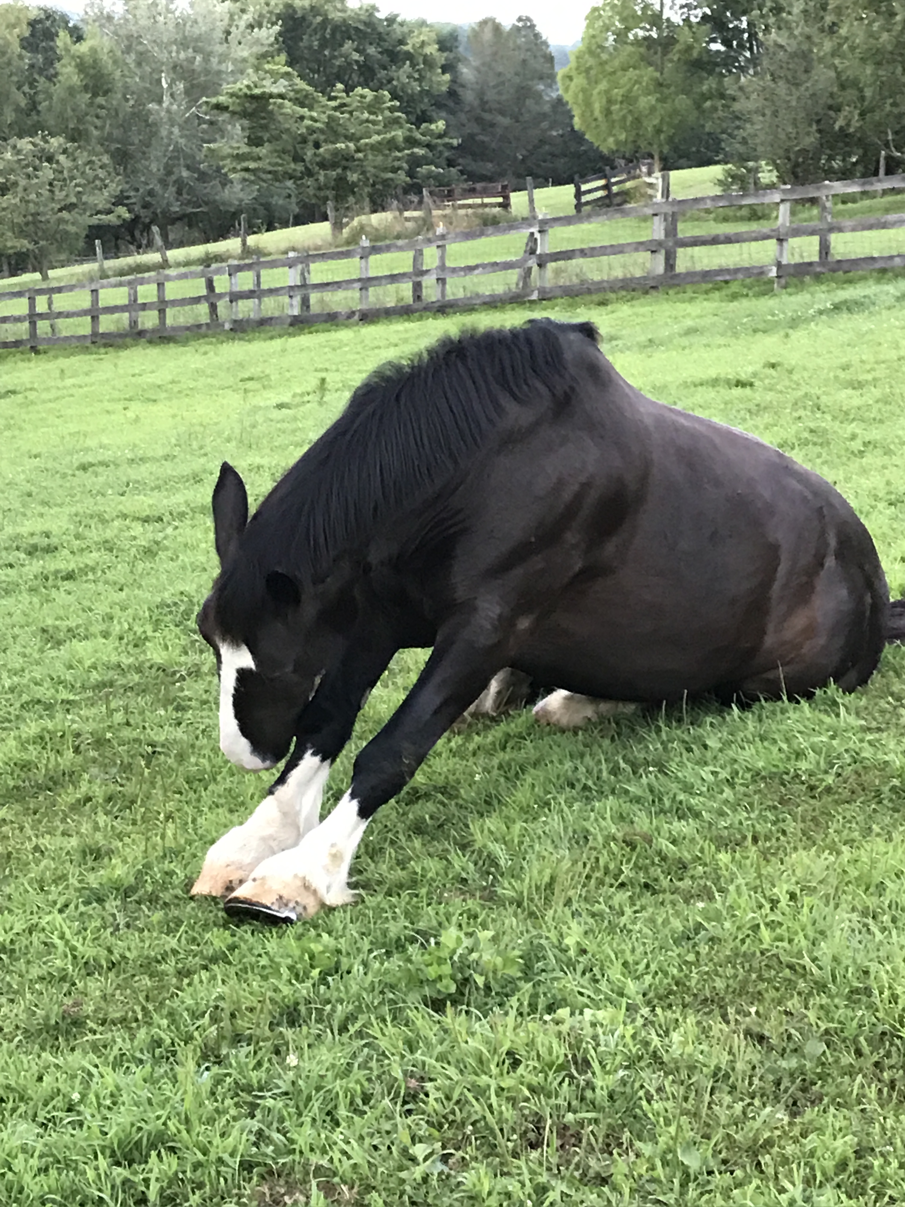 CONTEST PET Horse Diesel Yoga Hoffman