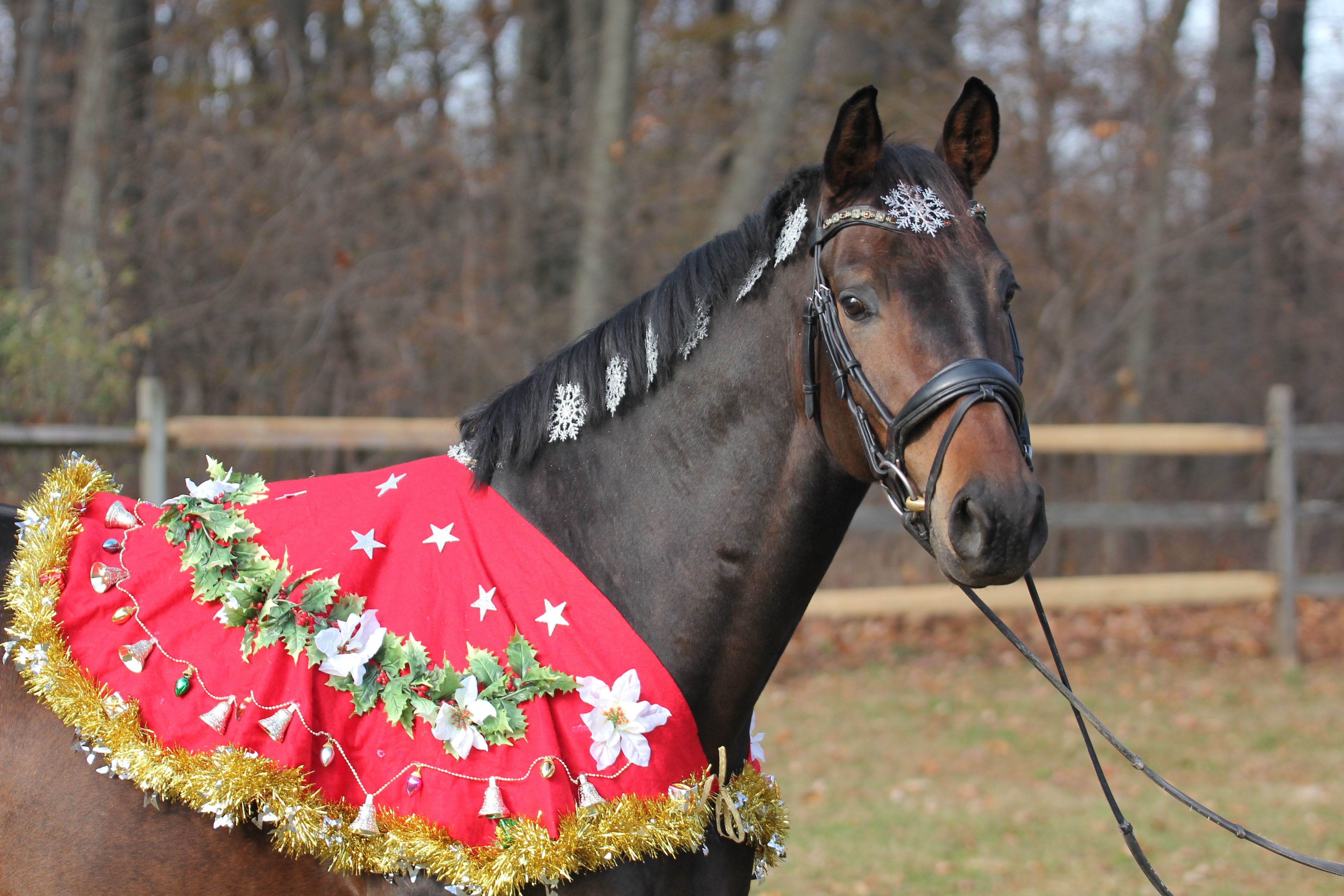 Honorable Mention Pet Photos 23