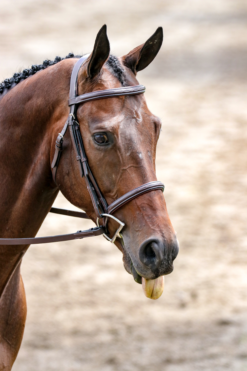 CONTEST PET Horse with tongue out DeLeo