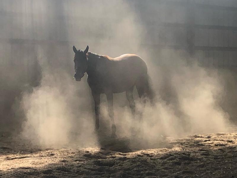 pet horse in mist