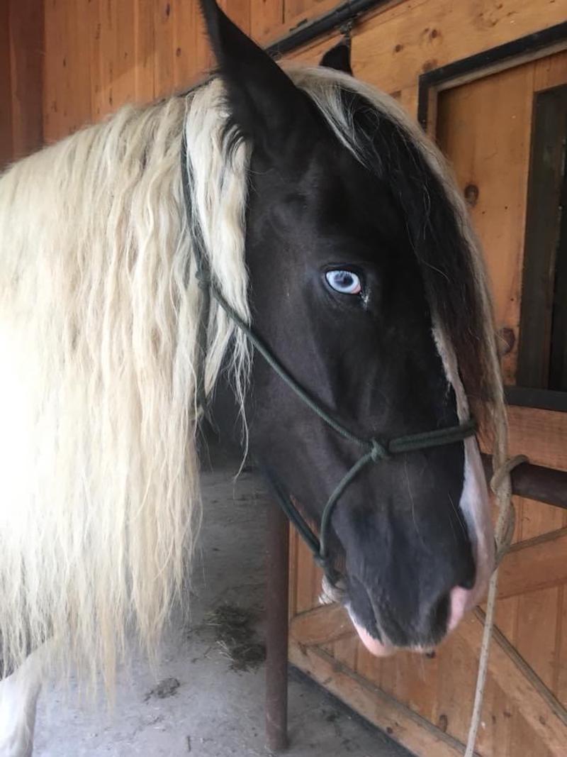 pet horse w. blue eye