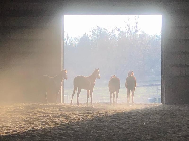 pet yearlings in barn door