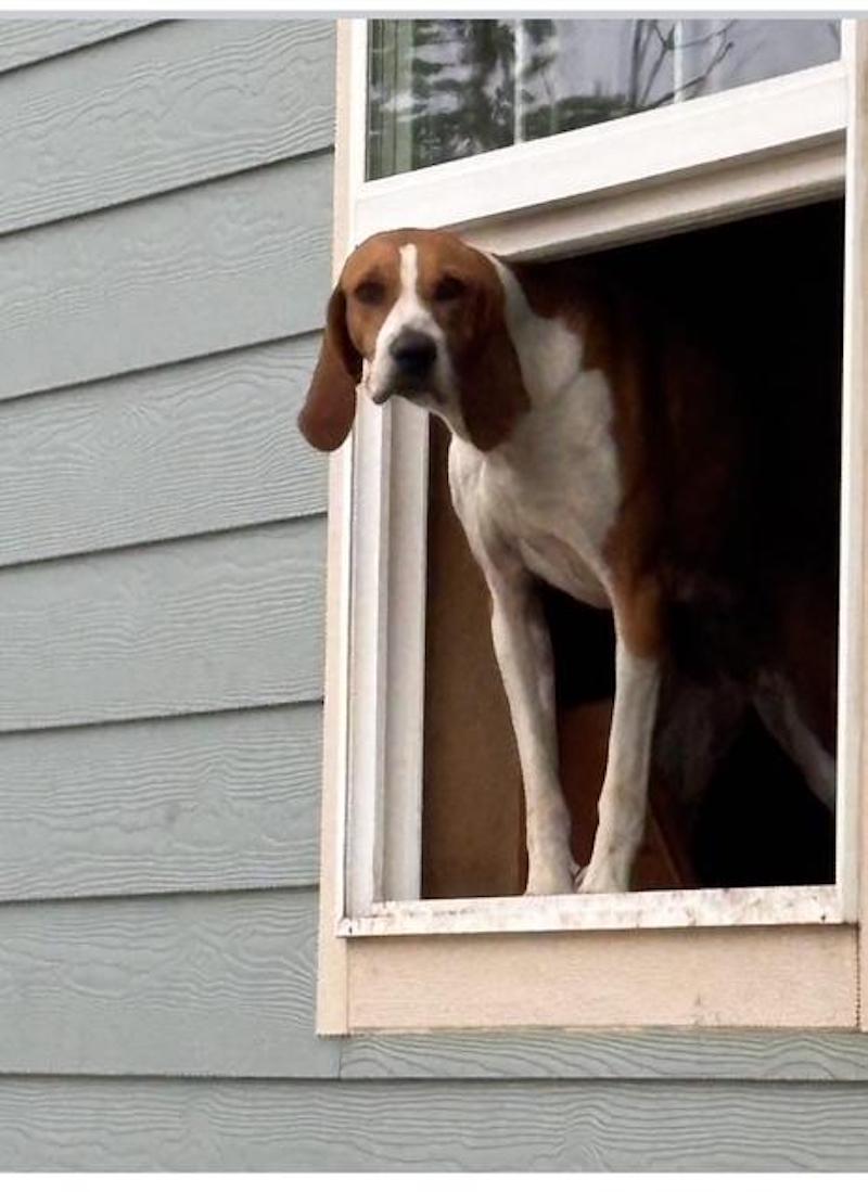 pets Bessie hound Sharpe