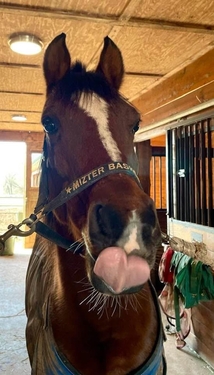 pets brown horse tongueout Diccio