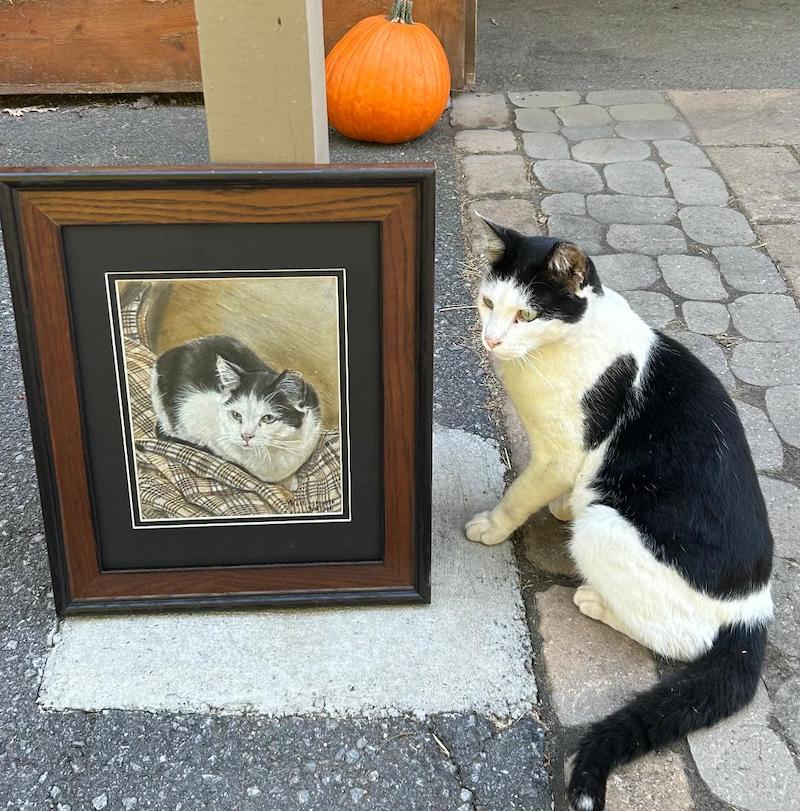 pets cat Oreo Stryker