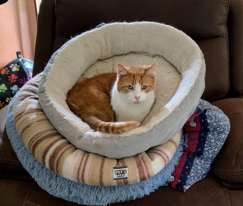 pets cat in many bes Aceto