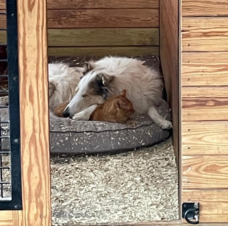 pets collie and cat Allerton