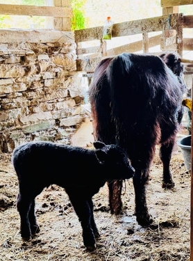 pets cow baby calf Farley