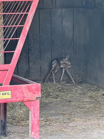 pets deer fawn in shed jo beth