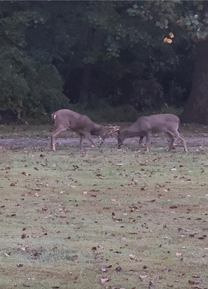 pets deer fighting jo beth