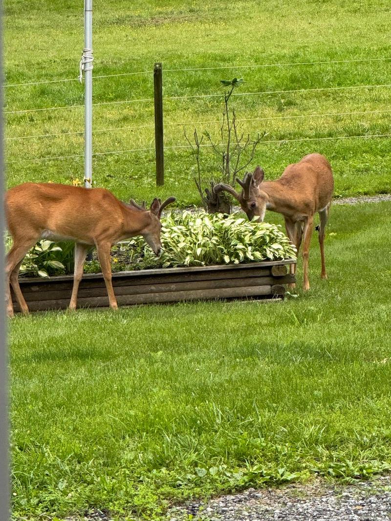 pets deer hosta jo beth