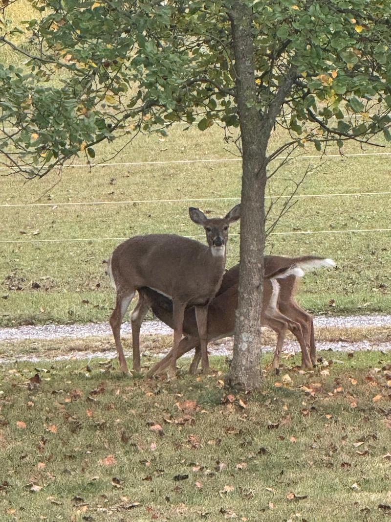 pets deer nursing jo beth