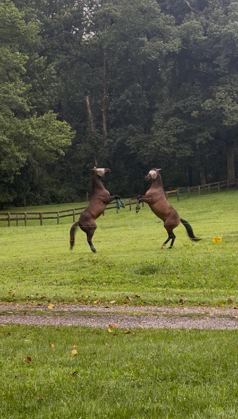 pets deer rearing jo beth