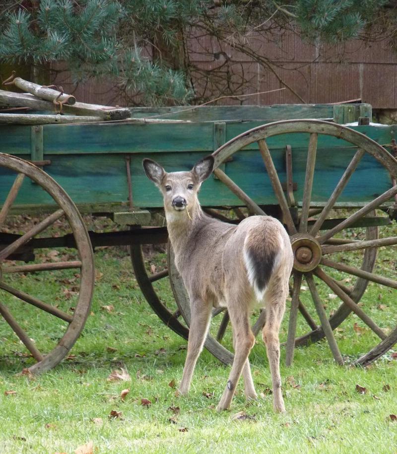 pets deer wagon ginny