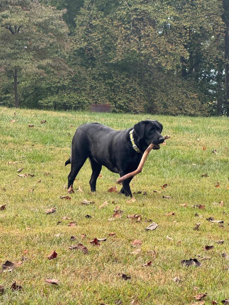 pets dog Harper stick jo beth