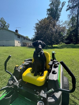 pets dog Harper tracter jo beth