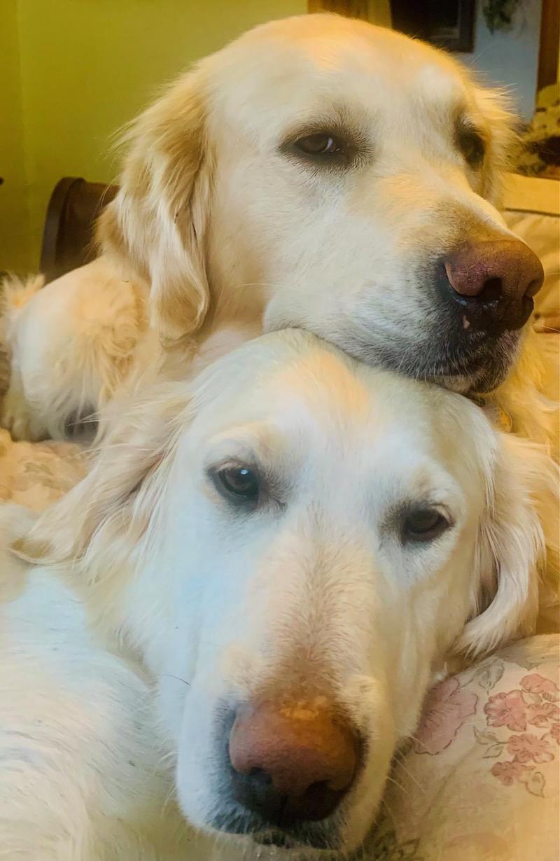 pets dog headon dog had Farley