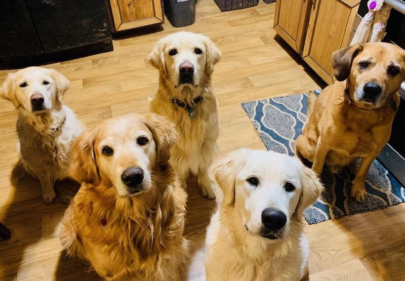 pets dogs 5 looking at Camera Farley