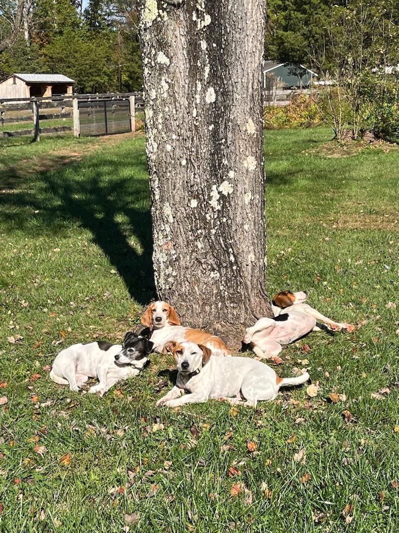 pets dogs at tree christiansen