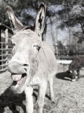 pets donkey laughing intsolutns