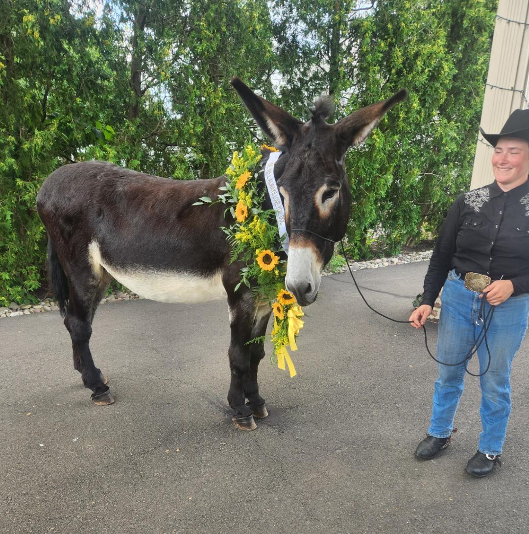 pets donkey with lei