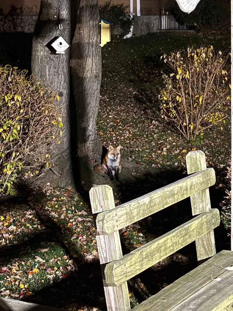 pets fox by tree dhiggins