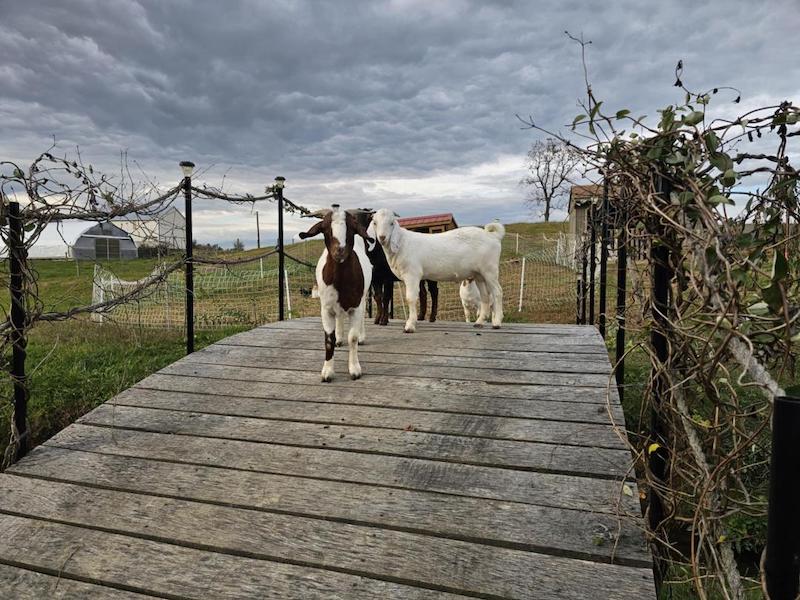 pets goats on bridge Ziegler