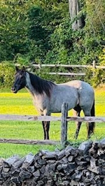 pets grey horse Dankonich
