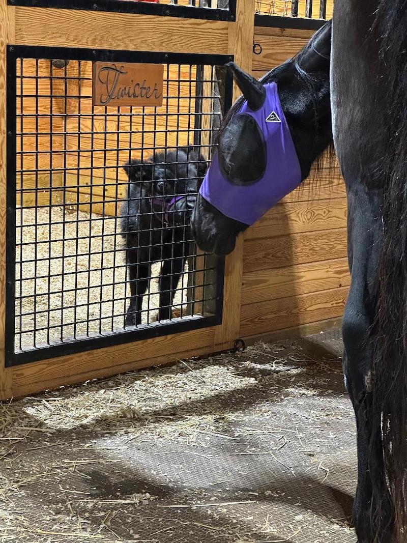 pets horse dog nose to nose Alleron.jpgt