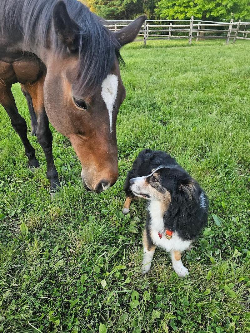 pets horse collie nose to nose Hirth