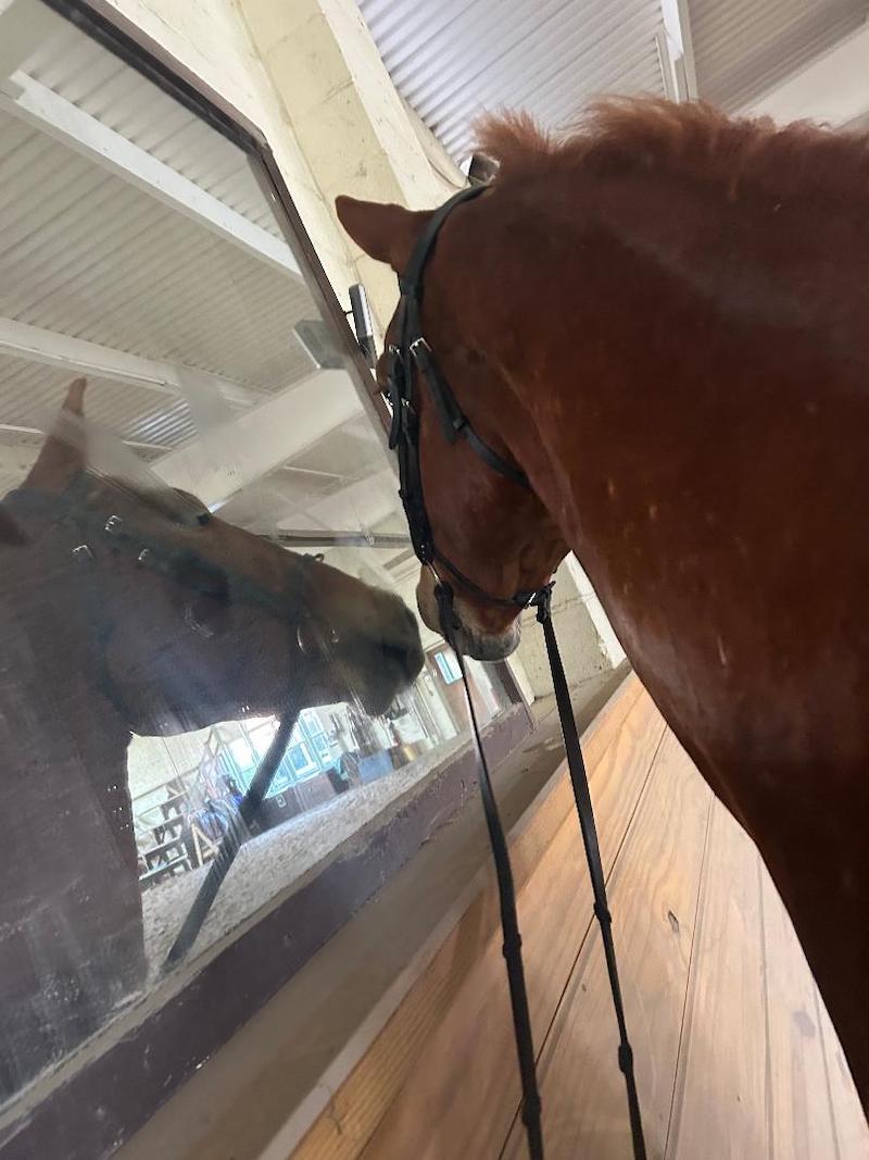 pets horse mirror Thorncroft