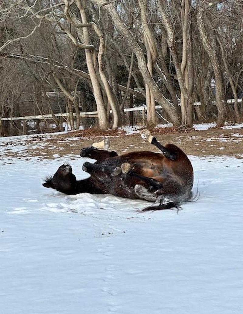 pets horse rolling Forsythe