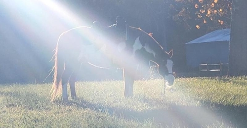 pets horse shaft of sun Tina Marie Powll