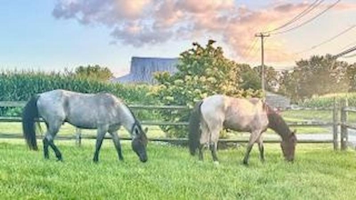 pets horses 2 graxing Dankonich