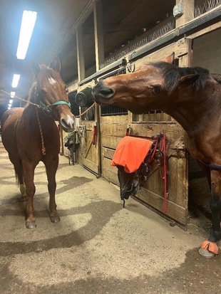 pets horses Tako broth Thorcroft