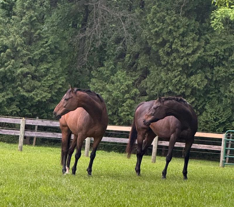 pets horses best friends jo beth