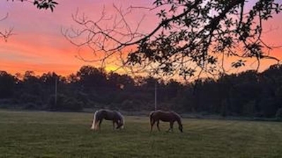 pets horses grazung sunset Danonich