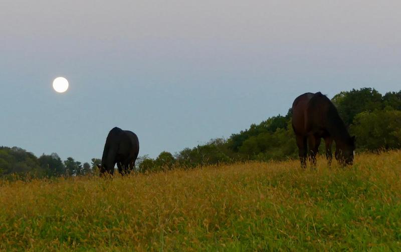 pets horses moon connie hickman 