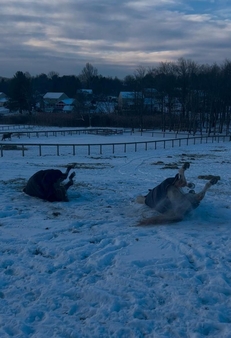 pets horses rollinh Thorncroft