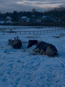 pets horses rolln 2 Thorncroft